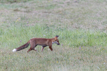 red fox Vulpes vulpes on hunting tour in a meadow
