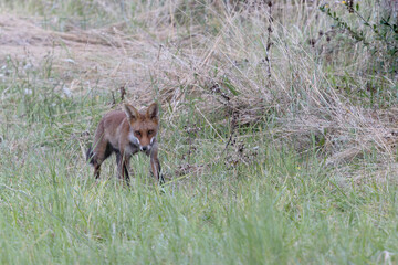 red fox Vulpes vulpes on hunting tour in a meadow