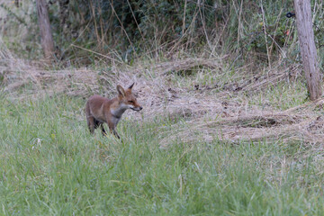 red fox Vulpes vulpes on hunting tour in a meadow