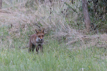 red fox Vulpes vulpes on hunting tour in a meadow