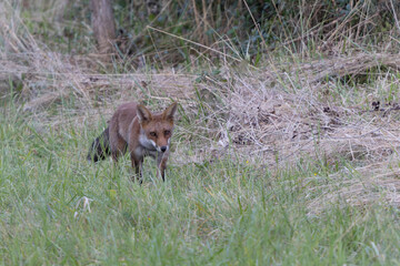 red fox Vulpes vulpes on hunting tour in a meadow