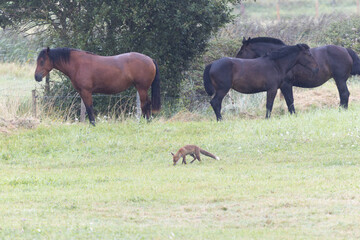 red fox Vulpes vulpes on hunting tour in a meadow