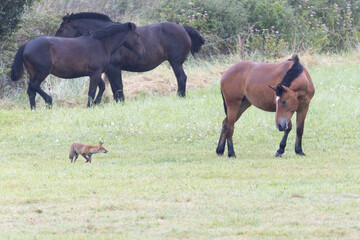 red fox Vulpes vulpes on hunting tour in a meadow