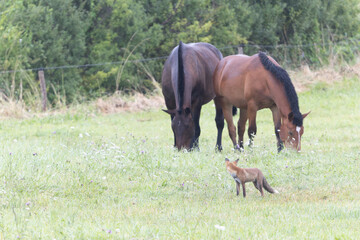 Fototapeta premium red fox Vulpes vulpes on hunting tour in a meadow