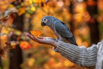 Obraz premium Grey Parrot Holding a Fall Leaf on a Human Hand