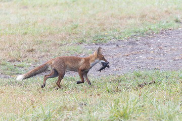 red fox Vulpes vulpes on hunting tour in a meadow