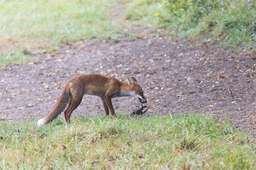 red fox Vulpes vulpes on hunting tour in a meadow