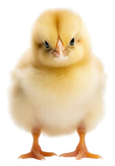 Obraz premium PNG Poultry chicken animal bird.