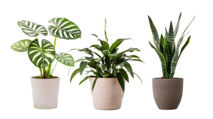Three Potted Plants with Different Leaf Textures