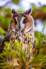 long earned owl sitting in a tree 