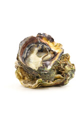 Fresh oysters isolated on a white background. Sea symptoms. Nourish the body.