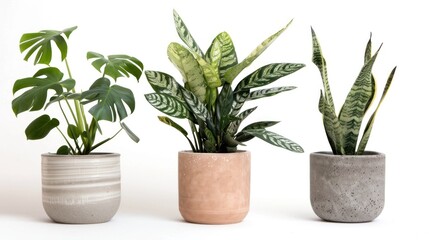 Obraz premium plant in flowerpot