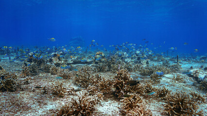 Underwater photo of coral conservation and a colorful coral reef that looks like a meadow. From a scuba dive off the coast of the island Nusa Lembongan, Bali in Indonesia.