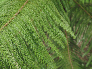 Close-up pine leaves for environment and nature background.