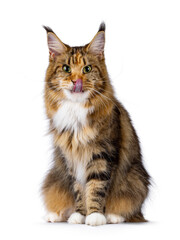 Impressive young adult tortie Maine Coon cat, sitting up facing front. Looking straight to camera with green eyes. Sticking out tongue licking nose and mouth. Isolated on a white background.