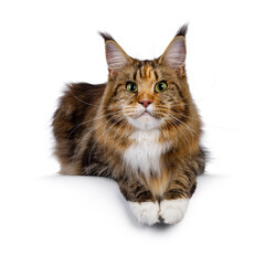 Impressive young adult tortie Maine Coon cat, laying down facing front on an edge. Looking straight to camera with green eyes. Isolated on a white background.