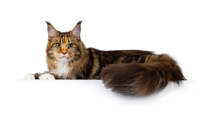 Impressive young adult tortie Maine Coon cat, laying down side ways on an edge. Looking straight to...