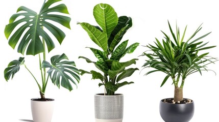 Obraz premium Three Potted Plants with Different Leaf Textures