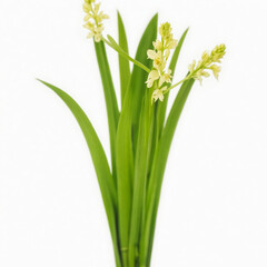 Fototapeta premium Green acorus calamus ayurvedic herb, isolated on white background.