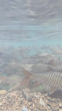 Underwater view of flock of fish in river water at Kimanis Sabah, Malaysia.