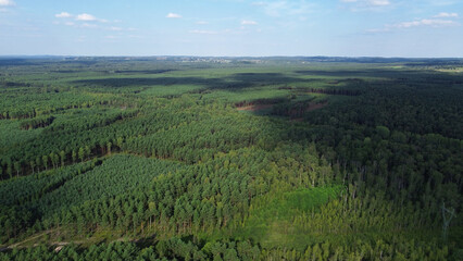 Aerial view of green forest trees