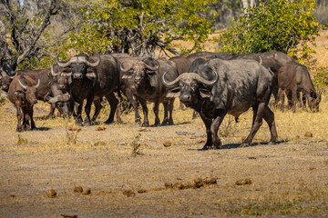 African buffalo (Syncerus caffer), Murchison Falls National Park, Uganda