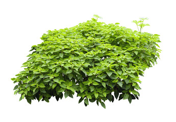 Tropical plant fence bush green shrub tree isolated on white background with clipping path.