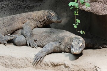 Two Komodo dragons in nest