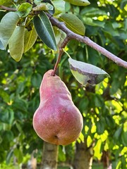Close-up of a pear hanging from a tree branch, with more pears and green leaves in the background.