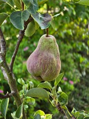 Close-up of a pear hanging from a tree branch, with more pears and green leaves in the background.