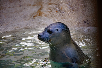Obraz premium Neugierige Robbe im Augsburger Zoo