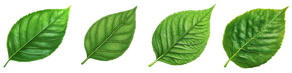 A collection of vibrant green leaves arranged artistically on a dark background, perfect for nature-themed designs.