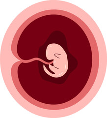 Human embryonic development Illustration 