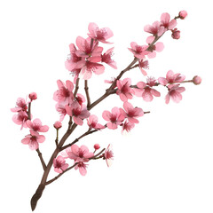 Fototapeta premium Blossoming cherry blossom branch on isolated transparent background