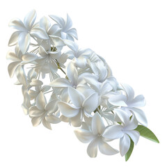 Fototapeta premium Blooming jasmine flowers on isolated transparent background