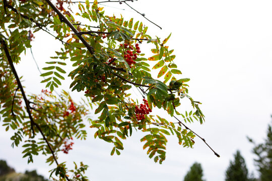 Sorbus aucuparia (serval de cazadores)
