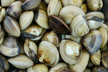 Fresh clams for seafood background