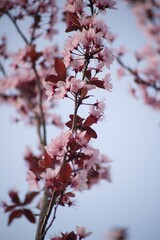 Flor de Falso cerezo, Sakura II