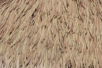 graphic source, texture, roof made from palm leafs