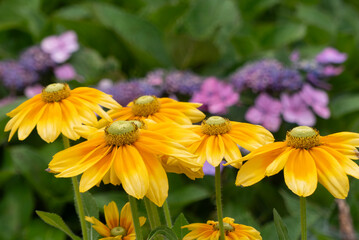 公園に咲くカラフルなエキナセア