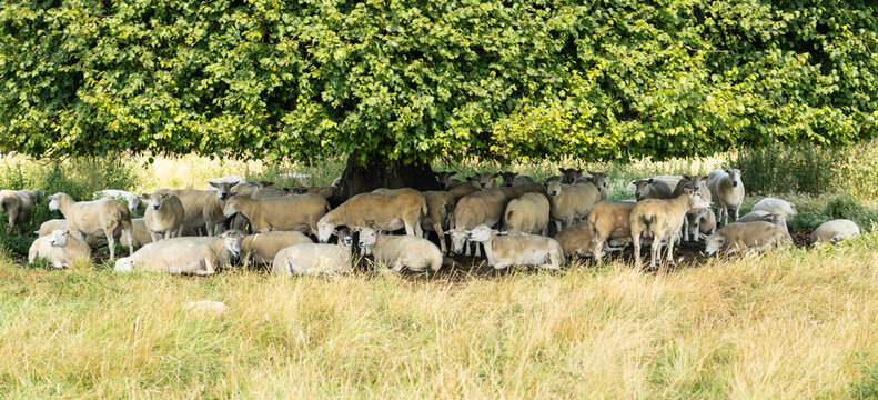 Flock of sheep sheltering from summer sun under a Lime tree