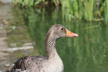 Big gray wild goose portraite
