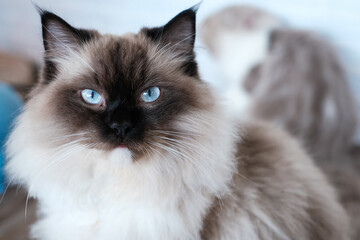 Closeup blue eyes contact and black face of Persian cat, The cat is staring at something