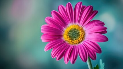 Fototapeta premium A close-up of a vibrant pink gerbera daisy with a bright yellow center, set against a blurred background