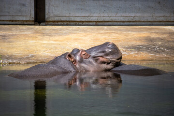A hippopotamus lies on half of its body on a concrete bank and sleeps(Hippopotamus amphibius)