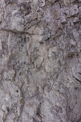 Stone texture wall 