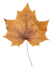 Obraz premium PNG Real Pressed a ivy leaf plant tree fragility.