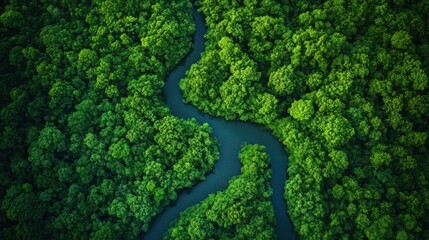 Fototapeta premium Aerial View of a Winding River Through Lush Green Forest