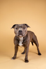 Blue american staffordshire terrier isolated on white background