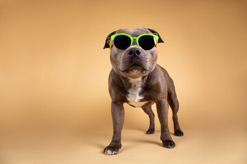 Blue american staffordshire terrier isolated on white background